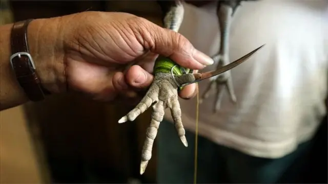 కోడి పందాలు