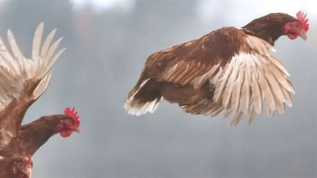 উড়ন্ত মুরগি