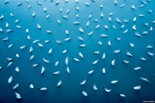 ఫొటోగ్రఫీ ఆఫ్ ద ఇయర్ 2018