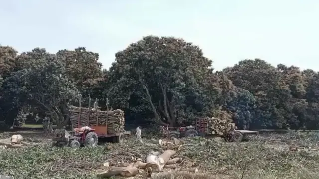 ملتان، آم، باغات