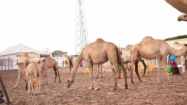 Geela magaalada lagu dhaqo