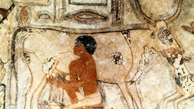 고대 이집트인이 젖소에서 젖을 짜고 있다. 이집트 메테티 무덤에서 발견된 그림으로 BC 2350년 경에 그려졌을 것으로 추정된다