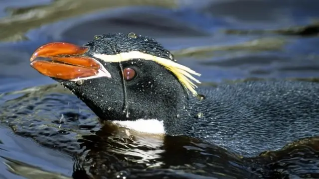 Снарський пінгвін
