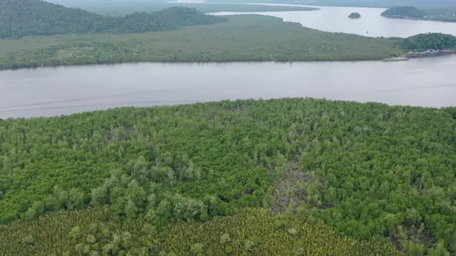 Hutan mangrove di Batu Ampar diprediksi akan hilang dalam puluhan tahun mendatang.