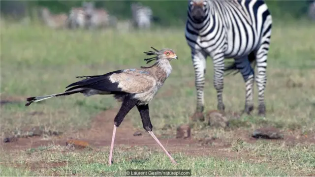 Burung sekretaris (Sagittarius serpentarius)