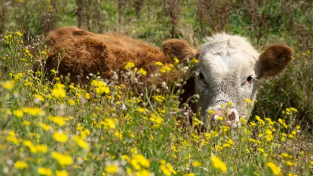 Бычок на поле в цветах