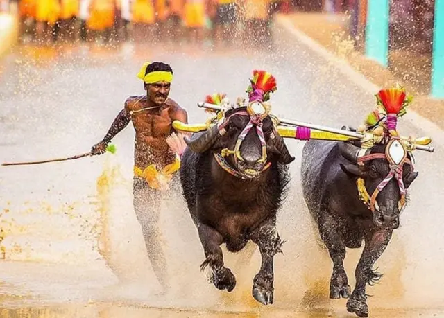 దున్నలతో శ్రీనివాస్ గౌడ