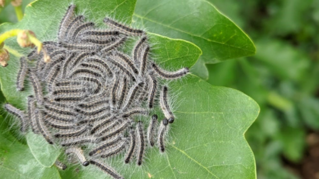 Toxic caterpillar infestation could take years to tackle