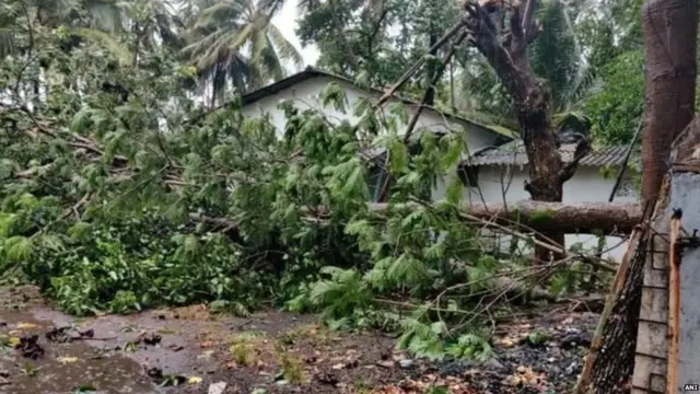 निसर्ग चक्रीवादळामुळे अनेक ठिकाणी झाडं उन्मळून पडली.