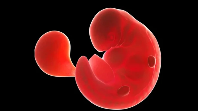 เคยมีการทดลองสร้างตัวอ่อนไคเมราที่มีเซลล์มนุษย์ผสมกับเซลล์ของสัตว์มาแล้วหลายชนิด ทั้งหนู แกะ วัว และหมู