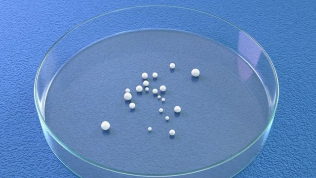 Placacomo sacar o dinheiro ganho no sportingbetpetri circular com pequenas esferas dentro representando os organoides cerebrais