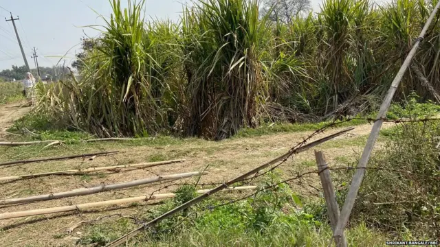 मोकाट जनावरं कुंपणं तोडून शेतातल्या पिकांची नासधूस करत आहे.