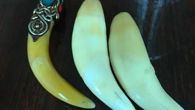 Colmillos de jaguar incautados en Bolivia