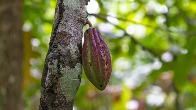 میوه درخت کاکائو