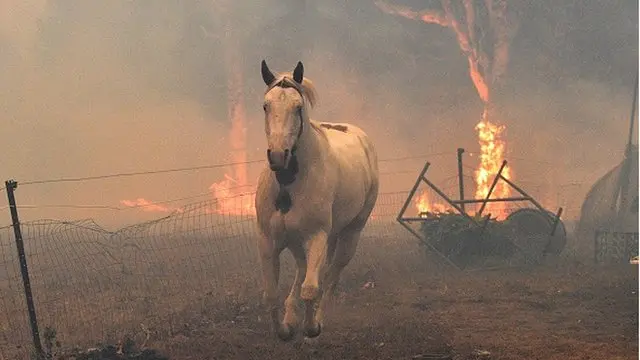 Australian bush fire 2019 - 2020