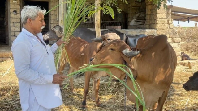 बालूभाई सरवैया