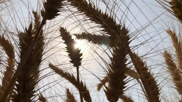 ਮੰਡੀਆਂ ਵਿੱਚ ਫ਼ਸਲ ਆ ਰਹੀ ਹੈ।