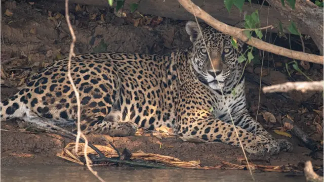 Onça-pintada no Pantanal