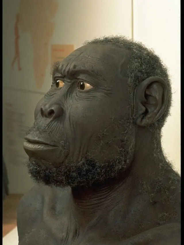 Reconstrucción en el Homo Rudolfensis.