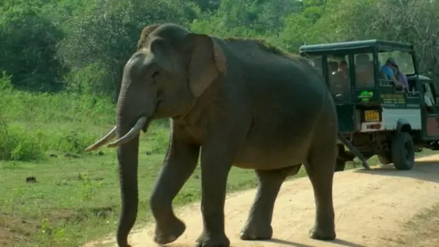 යාල සෆාරි