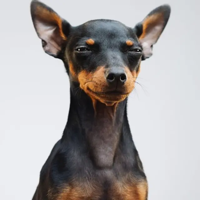 Perro escudriñando con los ojos.