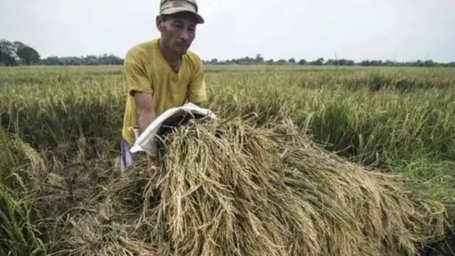 petani