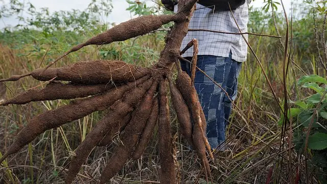Fresh cassava wey man dey hold