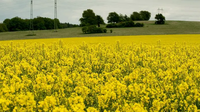 सरसों तेल