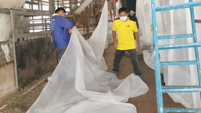 กาฬโรคแอฟริกาในม้า