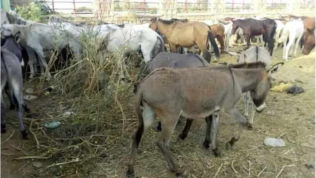 በአዳማ ከተማ መንገድ ላይ ተለቅቀው የነበሩ ከ200 በላይ ፈረሶች እና አህዮች በቁጥጥር ስር ውለዋል