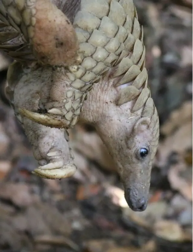 කබල්ලෑවෙක්