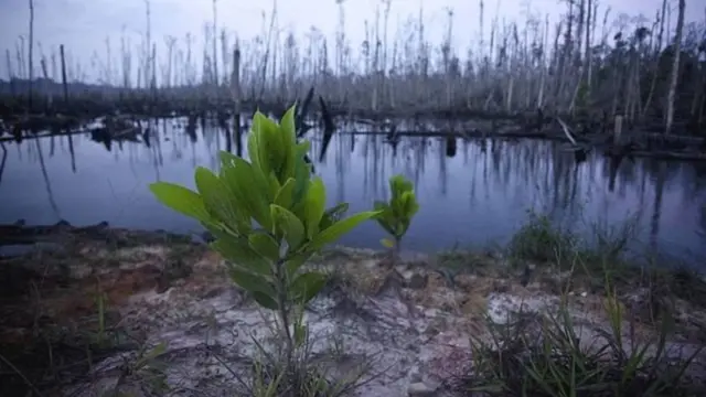 தாவர இனங்கள் அழிவது `எல்லா உயிரினங்களுக்குமே கெட்ட செய்தி'