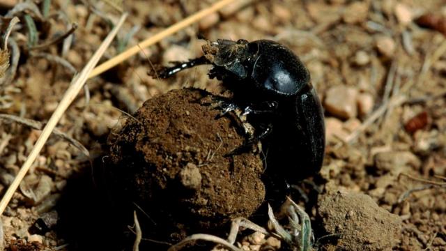 Вся правда о жуках-навозниках: они спасают мир - BBC News Русская служба