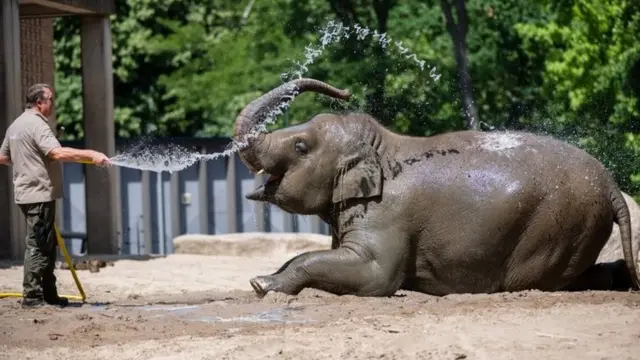 0 A zookeeper sprays water on Asian elephants at the zoo in Berlin, Germany, 25 June 2019