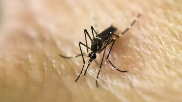 Aedes aegypti