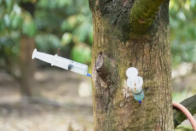 Tappanai Boonbandit/BBC thai