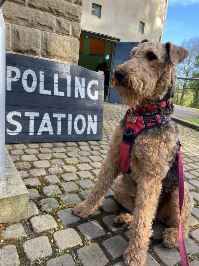 A dog stands in front of a polling station in Norfolk Park, Sheffield