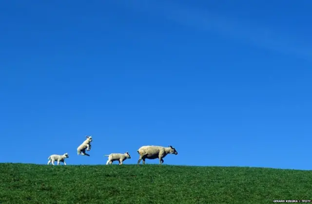 ઘેટાંનો પરિવાર