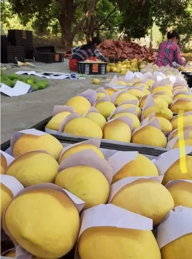 တရုပ်နယ်စပ် ကနေ တင်ပို့တဲ့ သစ်သီးများ