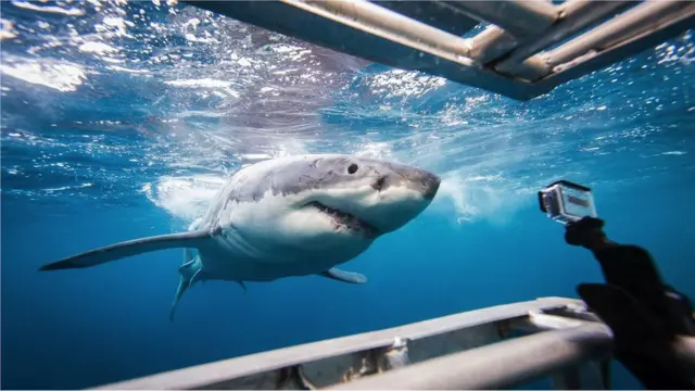 관광 측면에서 상어는 수백만 달러의 경제적 가치를 가진다