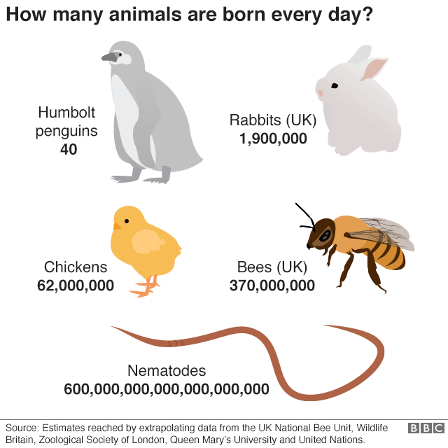 How many animals are born in the world every day