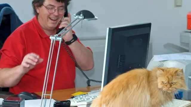 在家辦公面臨各種誘惑,還要伺候你的寵物貓(圖片來源:Alamy)