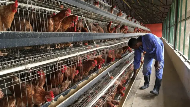 Cabdalla oo eegaya digaagga