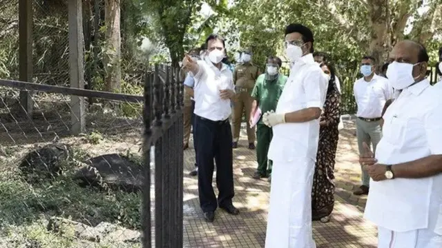 விலங்குகள் கொரோனா