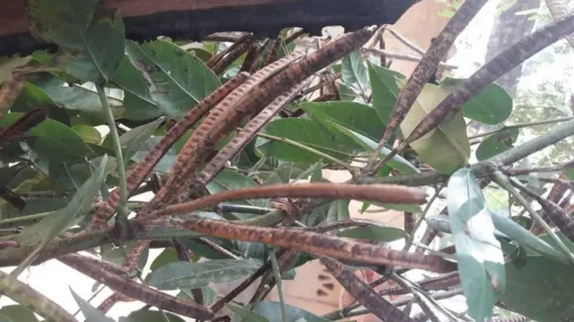 जंगली चाकुंडा