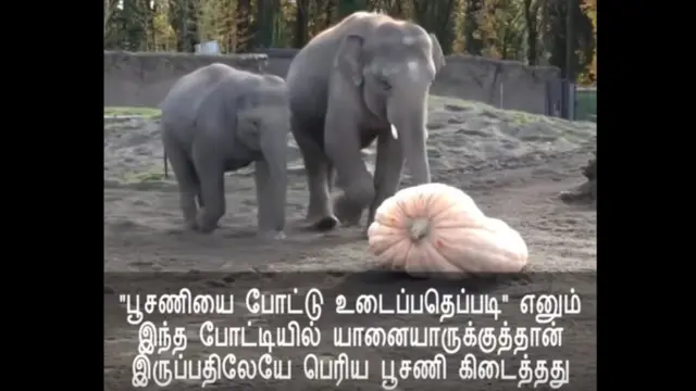 விலங்குகளின் பூசணி விளையாட்டு