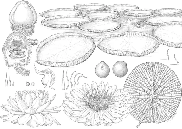 Ilustración de Victoria Boliviana