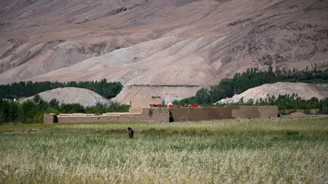 ولسوالی زیباک دور افتاده و چوب سوخت اصلی مردم این محل را تشکیل می دهد