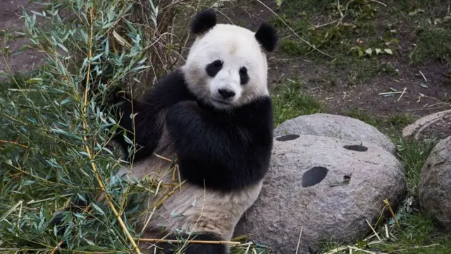 Un panda dans un zoo au Danemark.