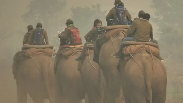 गैँडा गणना